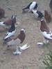 pui 2010