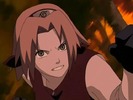 sakura1