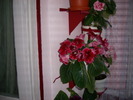 flori-10 019