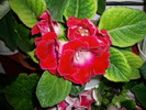 flori-10 002