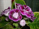 flori-10 004