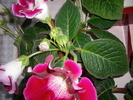 flori-10 005