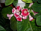 flori-10 007