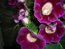 flori-10 009