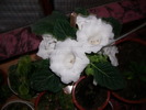 flori-10 012