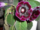 flori-10 013
