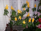 flori-10 014