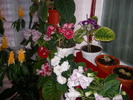 flori-10 015