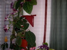 flori-10 016
