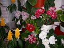 flori-10 017