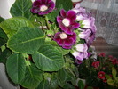 flori-10 018