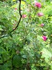 100_0695