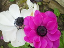 anemone