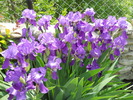 irisi