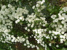 spiraea