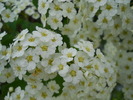 spiraea