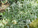 stachys byzantina