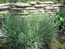 phalaris arundinaceaFeesey
