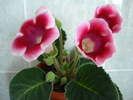 DSC06960