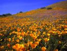 Flori Desktop Wallpapers Poze cu Flori Antelope Valley Hillside