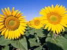 Flori Desktop Wallpapers Poze cu Flori Field of Sunflowers