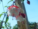 fuchsii