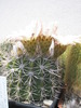 Acanthocalycium peitscherianum - 12.06