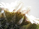 Acantho - tija florala