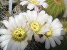 Acanthocalycium peitscherianum - flori