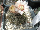 Gymnocalycium quelianum - 12.06