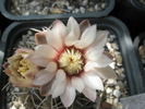 Gymnocalycium quehlianum - floare