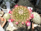 Mammillaria discolor - 12.06