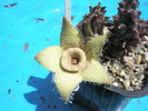 Orbea ciliata - floare 12.06