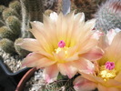 Notocactus - macro