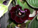 flori-11 004