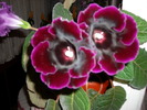 flori-11 002