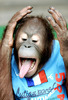 poze-animale-amuzante-cimpanzei-franta-allezlebleu[1]