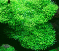 Riccia sp Dwarf