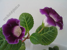 Gloxinia Singapore hibrid 3