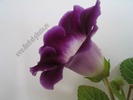 Gloxinia Singapore hibrid 4