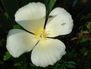 Escholtzia californica