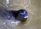 01-foca[1]