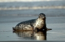 foca_cenusie[1]