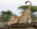 Leoaica