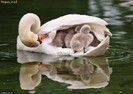 Ce familie frumoasa!