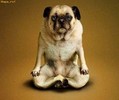 Haideti la yoga!Uitati eu pot!