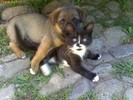 Catelusi + pisicuta=love