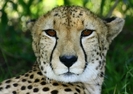 ghepard[1]