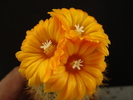 DSC08986