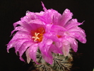 DSC09037